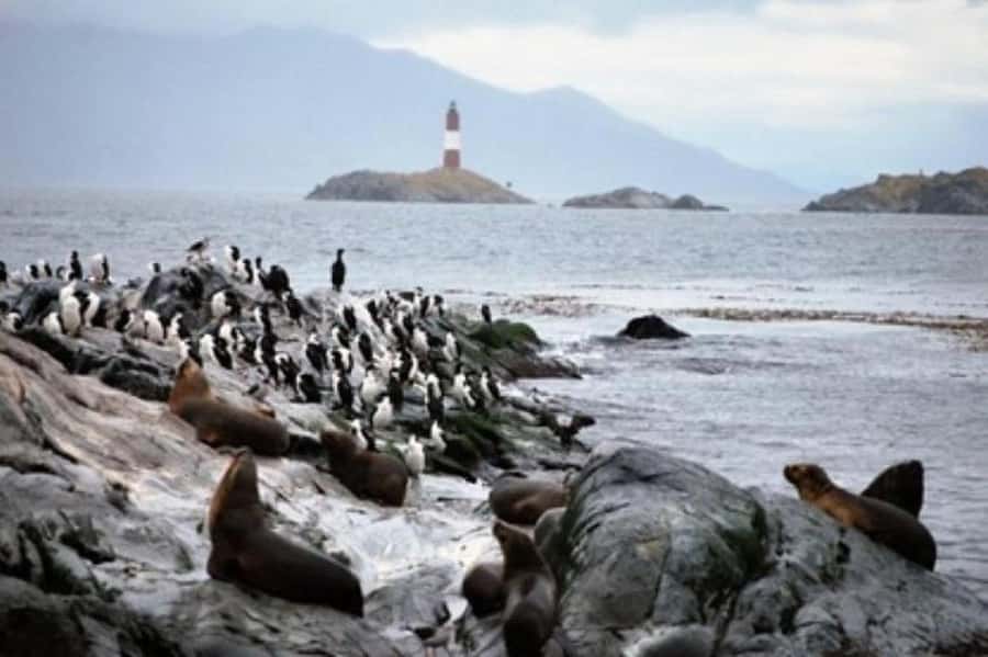 Ushuaia: Beagle Channel Penguin Colony Tour - Martillo Island and the penguin colony