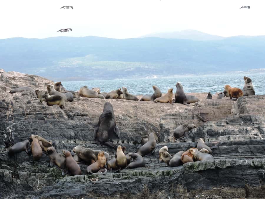 Ushuaia: Beagle Channel & Sea Wolves Island Catamaran Cruise - Sea Lion Island and the animal encounters