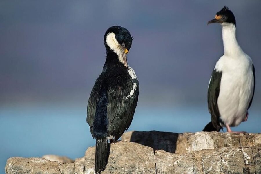 Ushuaia: Beagle Channel, Seal Island & Bridges Islands Tour - Bird Island and the cormorant colonies