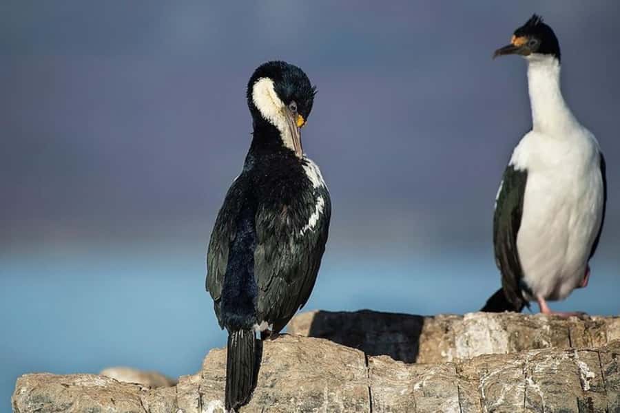 Ushuaia: Beagle Channel, Seal Island & Bridges Islands Tour - Les Eclaireurs Lighthouse and the Monte Cervantes story