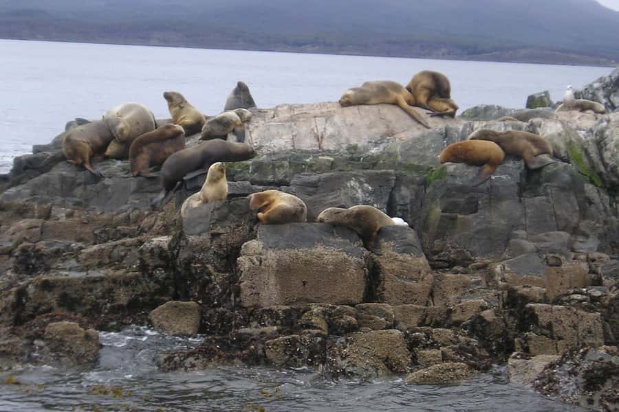Ushuaia: Beagle Channel, Seal Island & Bridges Islands Tour - What the $88 price includes