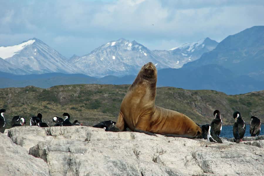 Ushuaia: Beagle Channel, Seal Island & Bridges Islands Tour - Weather, clothing, and practical comfort