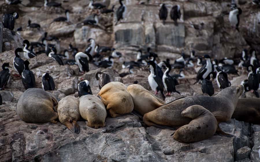 Ushuaia: Catamaran Sailing to Penguin Island - Why this five-and-a-half-hour sailing works