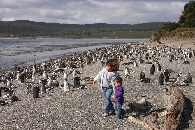 Ushuaia: Martillo Island and Walk Among Penguins Full-Day Tour - What the eight-hour day feels like