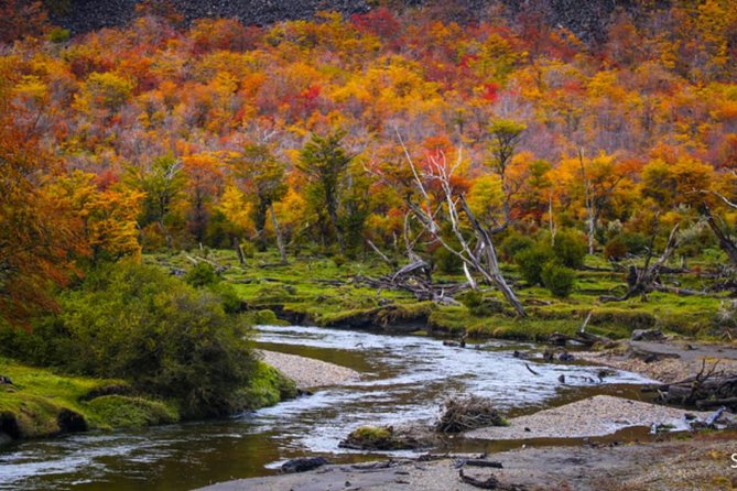 Ushuaia: Martillo Island and Walk Among Penguins Full-Day Tour - Is $369 a fair price?