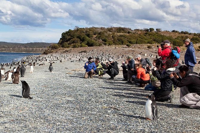 Ushuaia: Martillo Island and Walk Among Penguins Full-Day Tour - Martillo Island and its Magellanic penguin colony