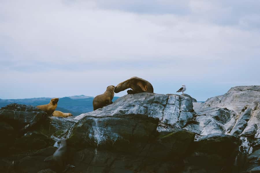 USHUAIA | Navigation: Sea Lions, Birds and Lighthouse - Key points to know before sailing