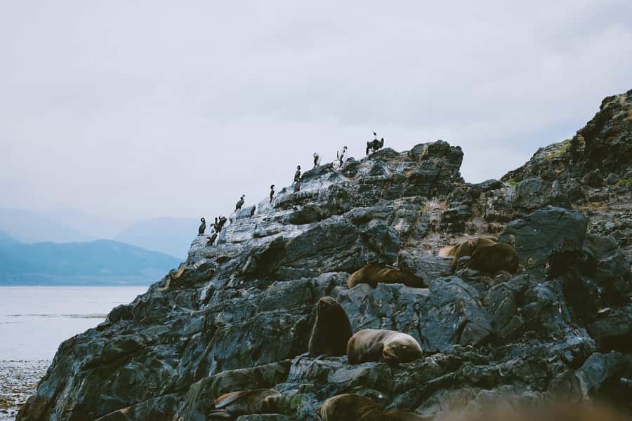 USHUAIA | Navigation: Sea Lions, Birds and Lighthouse - Leaving Ushuaia for the Beagle Channel