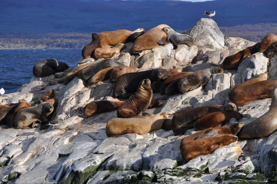 Ushuaia: Penguin Watching Tour by Catamaran - The long run east toward Martillo Island