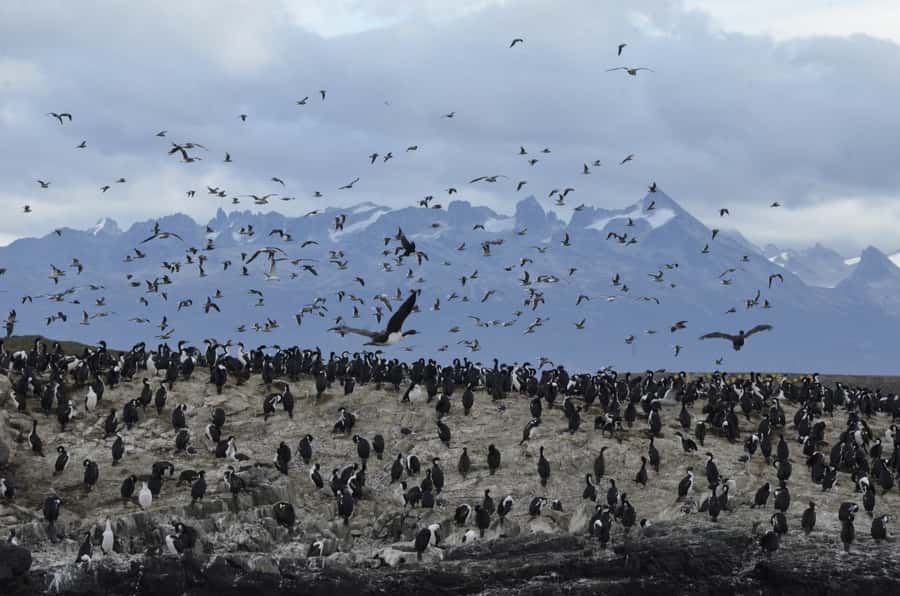 Ushuaia: Penguin Watching Tour by Catamaran - Is $180 a fair price?