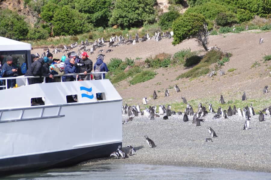Ushuaia: Penguin Watching Tour by Catamaran - Bird Island and the busy life of the channel