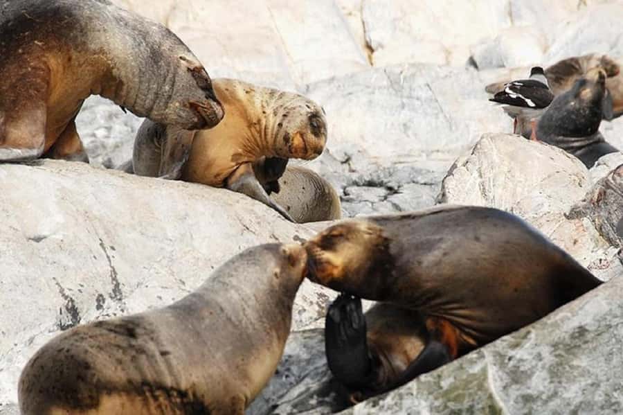 Ushuaia: Sailing Beagle Channel to the Penguin Colony - Key points to know before you book