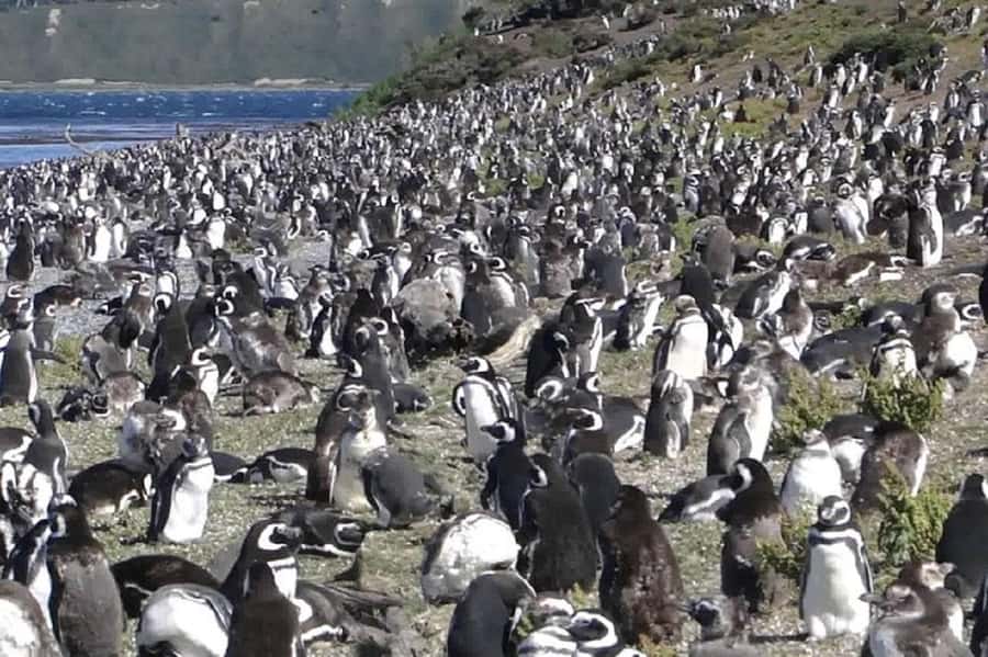Ushuaia: Sailing Beagle Channel to the Penguin Colony - Why Martillo Island is the main event