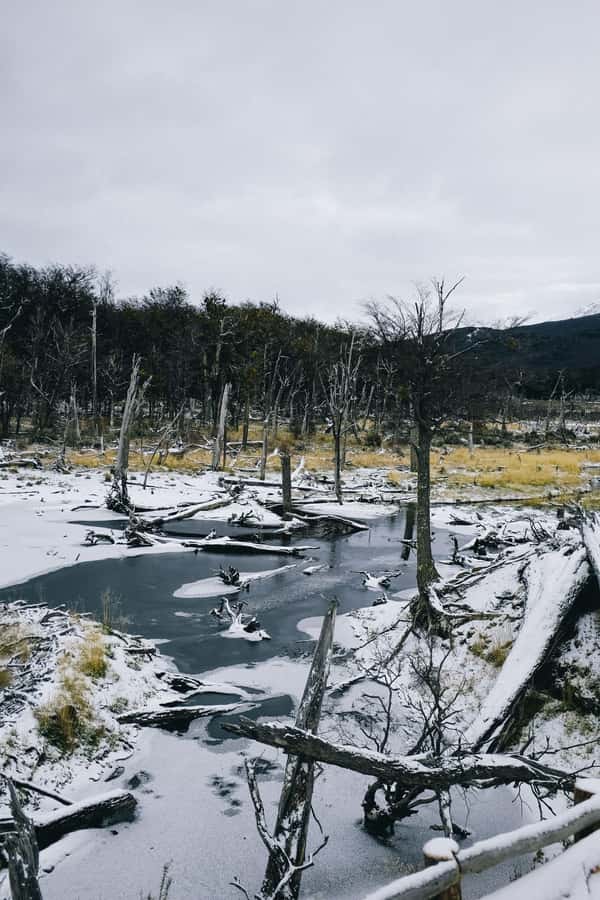 USHUAIA | Tierra del Fuego National Park & Optional Train - Choosing between the End of the World Train and the forest walk