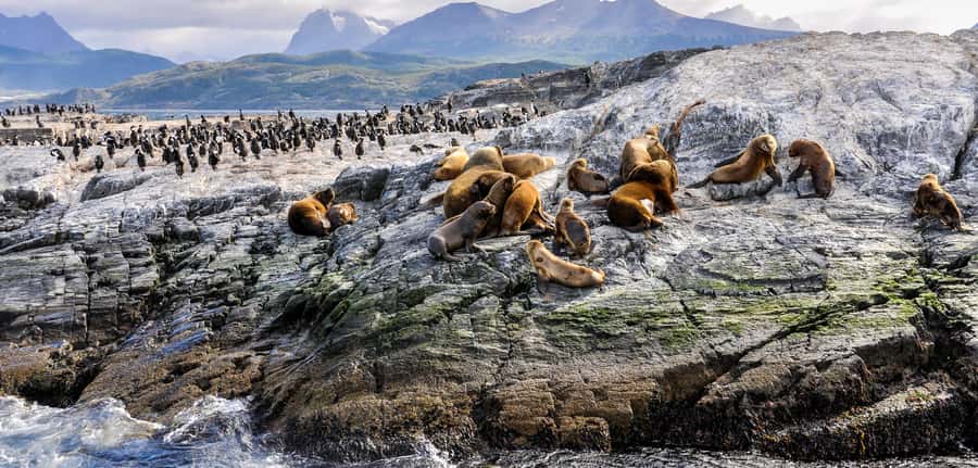Ushuaia: Tour: Beagle Channel Navigation - Isla de los Pájaros and the Fuegian birdlife
