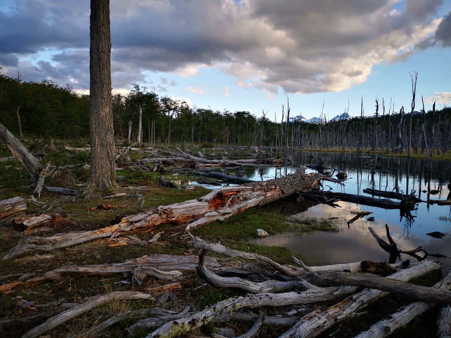 Ushuaia: Visit to Escondido and Fagnano Lakes PM - Walking through the forest in search of beavers