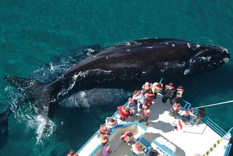 Valdes Peninsula: Full Day with Whale Watching - Why Valdés Peninsula Makes a Fine Wildlife Day