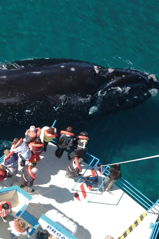 Valdes Peninsula: Full Day with Whale Watching - Puerto Pirámides and the Boat Excursion