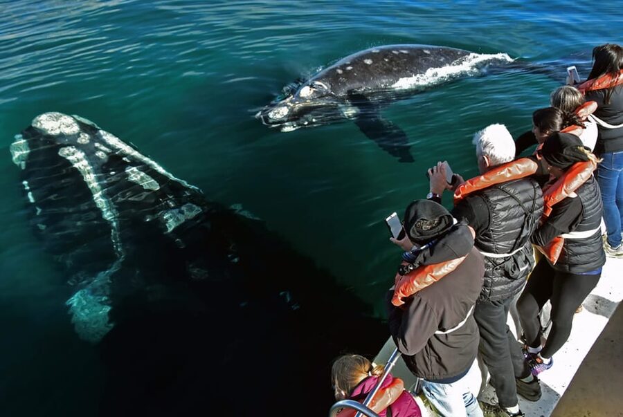 Valdes Peninsula: Full Day with Whale Watching - Searching for Wildlife Between Stops