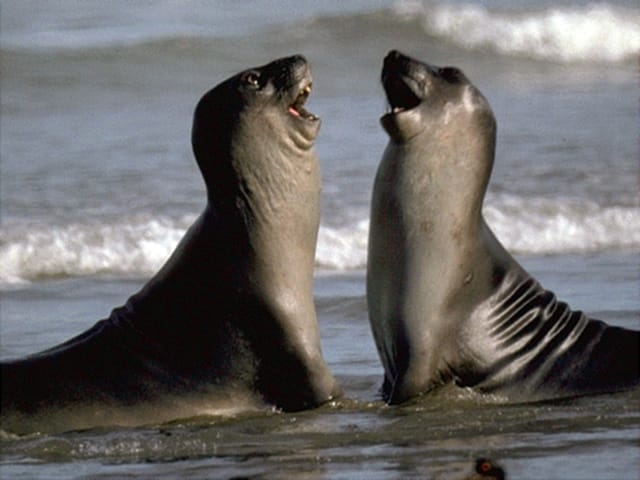 Valdes Peninsula: Full Day with Whale Watching - What the $298 Price Really Covers