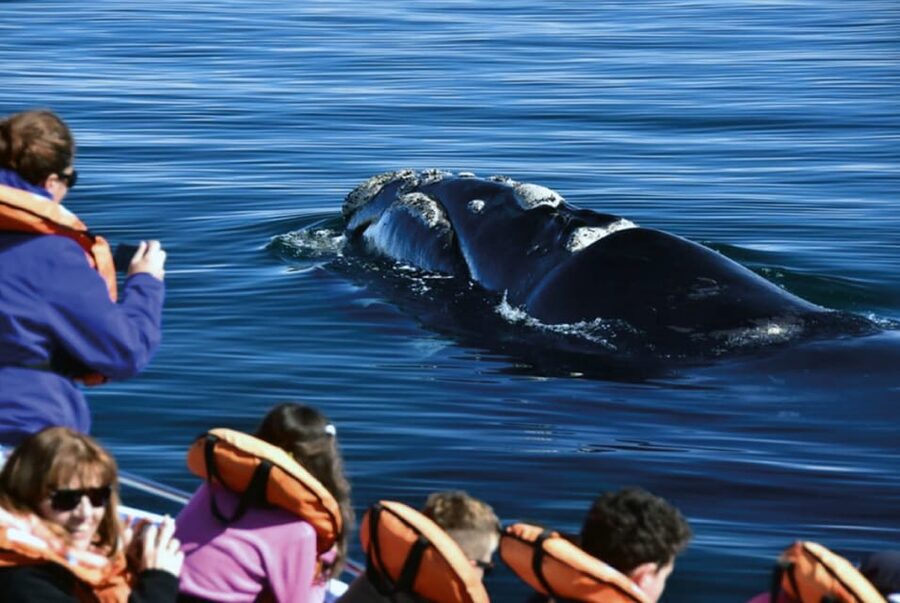 Valdes Peninsula: Full Day with Whale Watching - Should You Book This Valdés Peninsula Day?