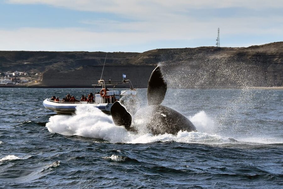 Valdes Peninsula: Full Day with Whale Watching - FAQ