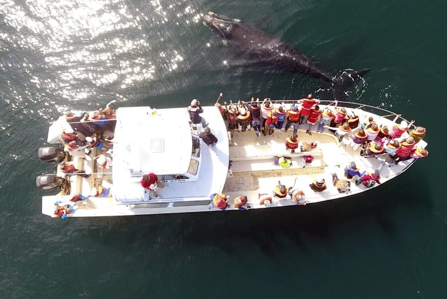 Valdes Peninsula: Full Day with Whale Watching - Caleta Valdés and the Elephant Seals
