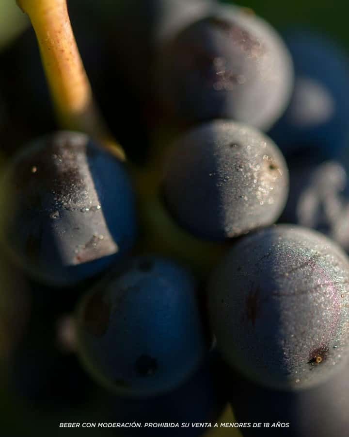 Visit & Tasting at Salentein + Lunch at La Azul - FAQ