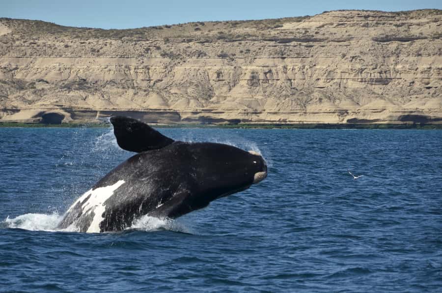 Whale Watching Boat - Meeting Southern Right Whales from Puerto Pirámides