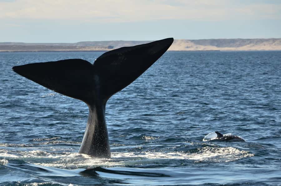 Whale Watching Boat - The June to December Whale-Watching Season