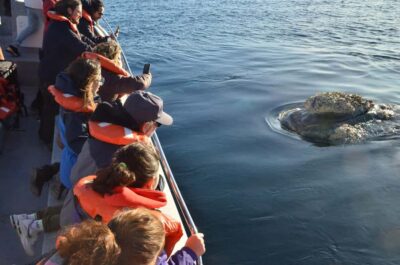 Whale Watching Boat
