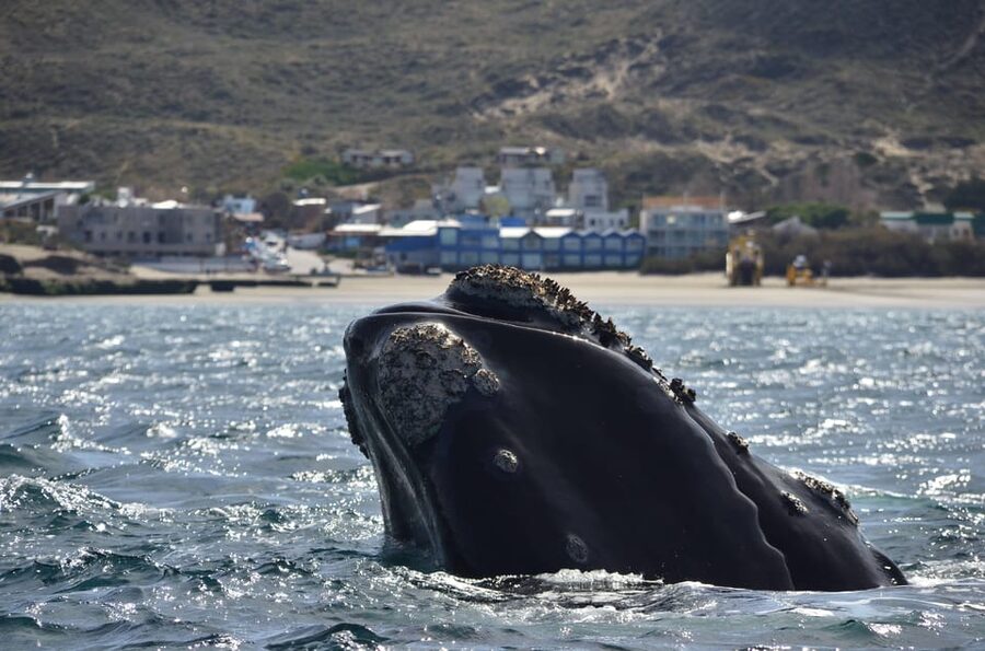 Whale Watching Boat - Guides Who Add Meaning to the Sightings