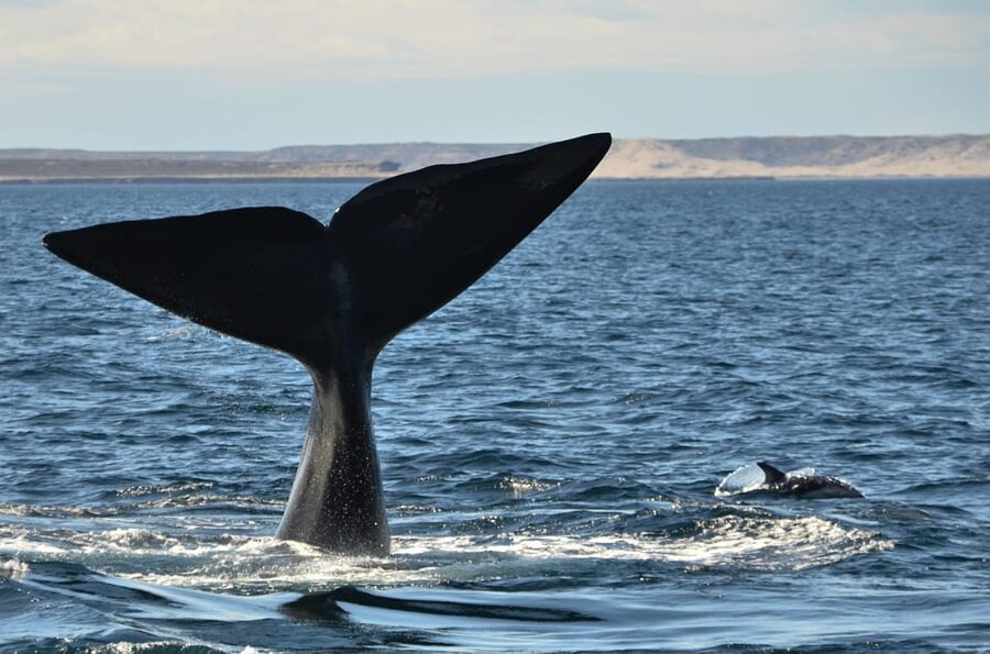 Whale Watching Boat - Weather, Waves, and the Real Risk of a Boat Trip