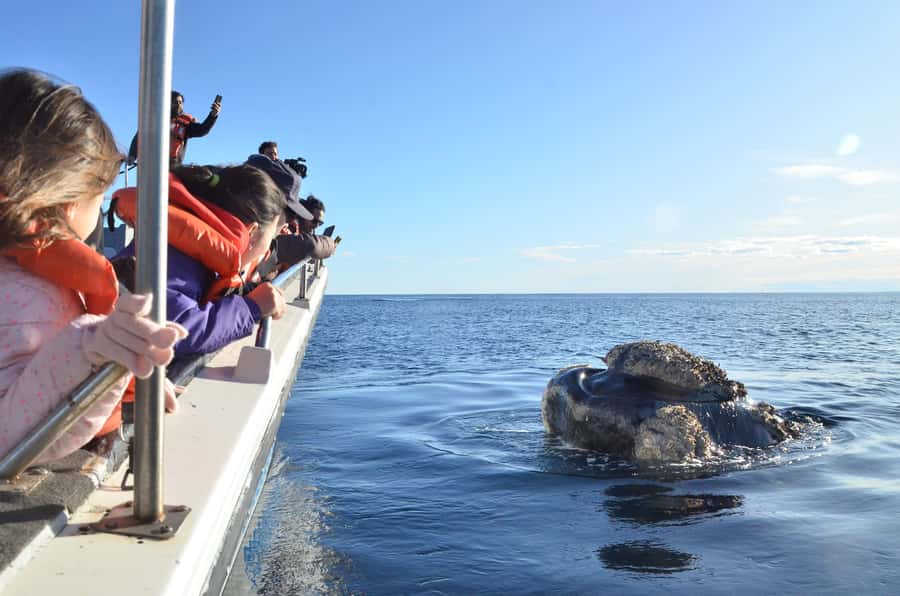Whale Watching Boat - Is $150 a Fair Price?