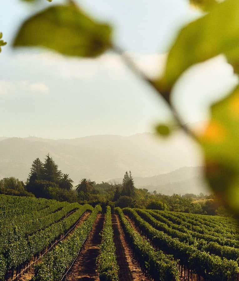 Wine Icons: Meet the sparkling world of Chandon - Is $122 a fair price?