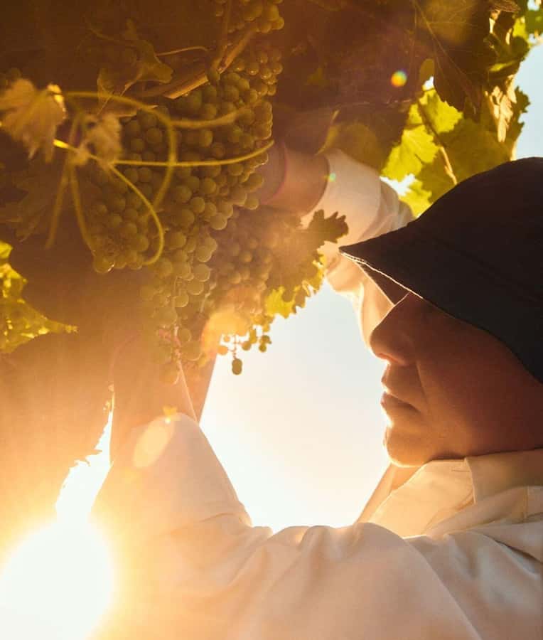 Wine Icons: Meet the sparkling world of Chandon - Should you book Wine Icons?