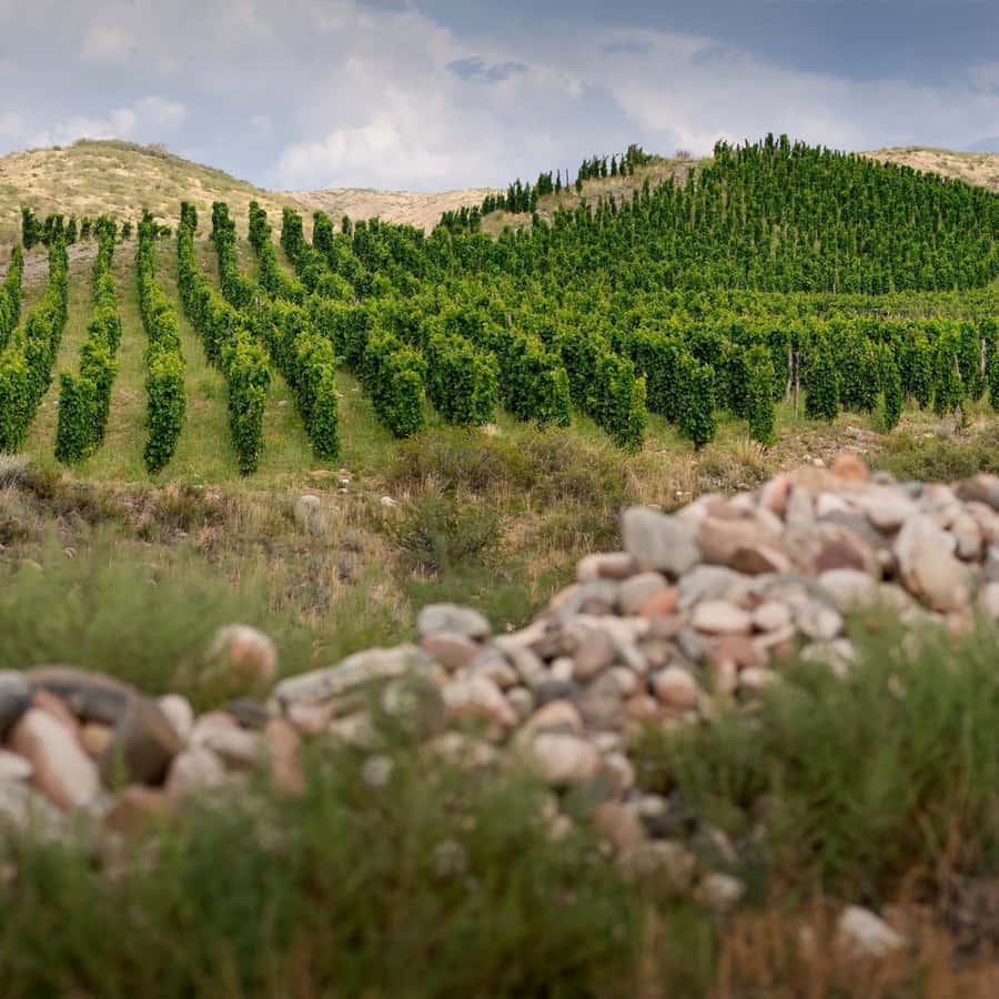 Zuccardi Full Paired Lunch at Piedra Infinita in Uco Valley - A practical plan for the day