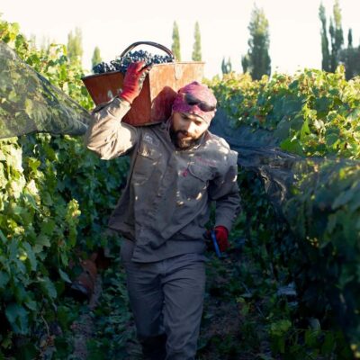 Zuccardi Legacy: A Journey Through Uco Valley’s Finest
